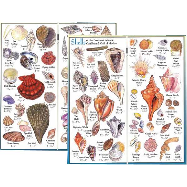 Set of three posters featuring illustrations of various shells with labels.