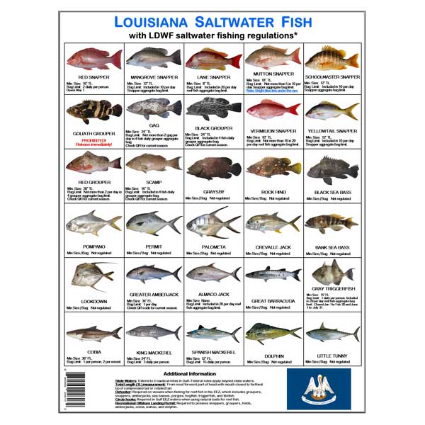 Chart of Louisiana saltwater fish with corresponding LDWF regulations on a white background