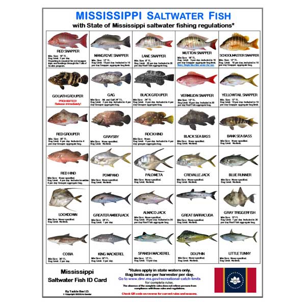 Chart of Mississippi saltwater fish with corresponding names and state regulations.