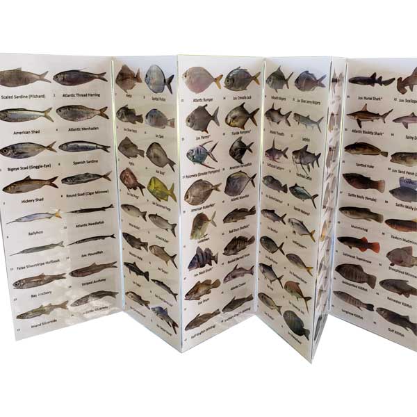 Foldout card with images of various fish species on a white background