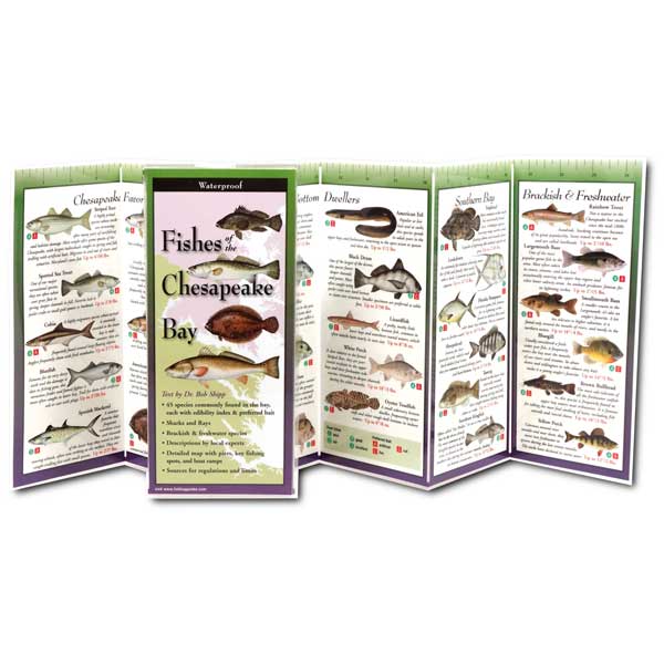 Folding brochure about fishes of the Chesapeake Bay with illustrations on each panel.