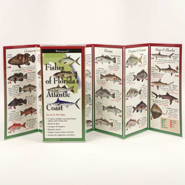 Foldout guide to Florida's coastal fish species on a white background