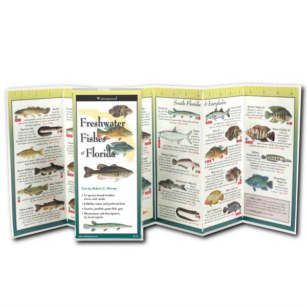 Foldout guide to freshwater fishes of Florida with illustrations and text.