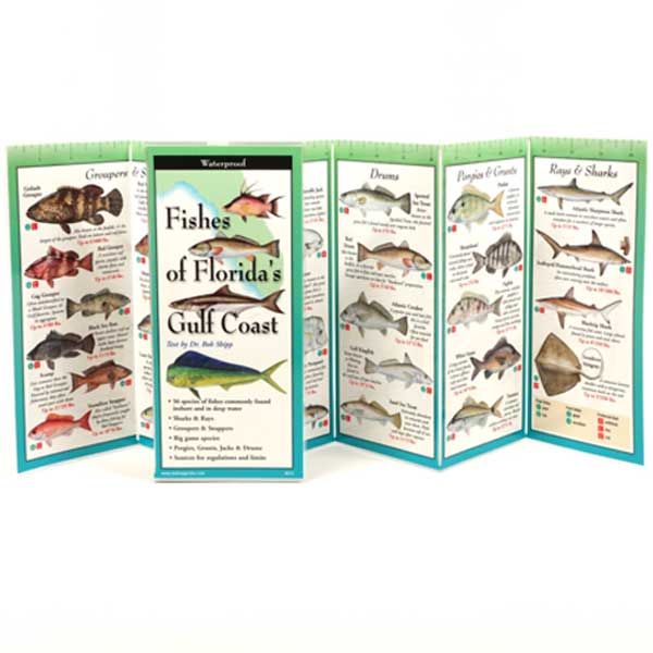 Fold-out guide to fishes of Florida's Gulf Coast with illustrations on each panel.