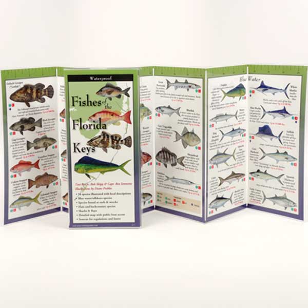 Foldout guide to fishes of the Florida Keys with illustrations on a white background