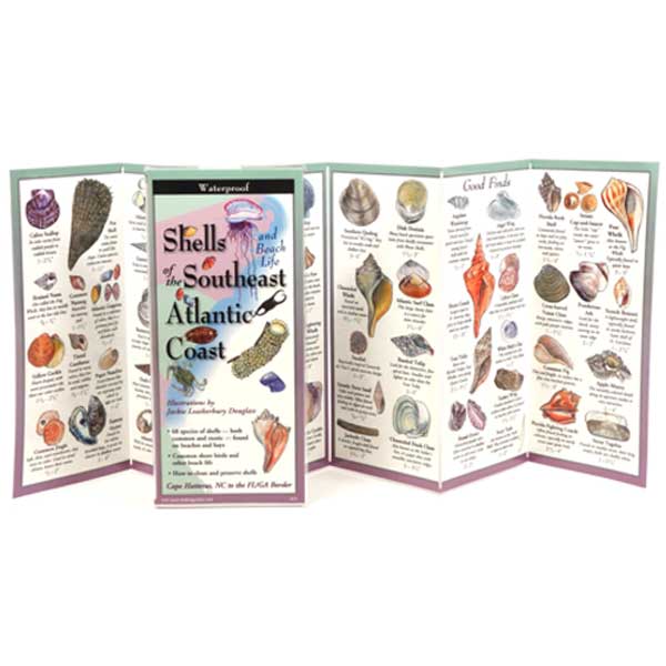 Foldout guide to shells of the Southeast Atlantic Coast with illustrations and text.