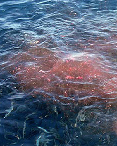 Red slick of fish chum in the water, you can see specs of fish chunks