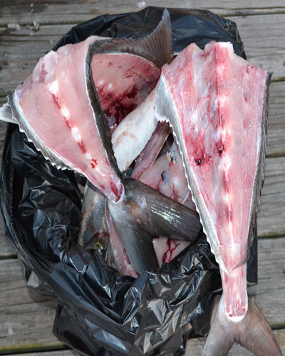Making Fish Chum from Amberjack Carcasses