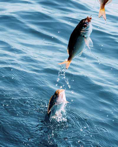 fish catch on the hook FishTrip 100Pcs Aberdeen Fishing Hooks, Long Shank Hooks for Freshwater Sabiki Rigs America Go