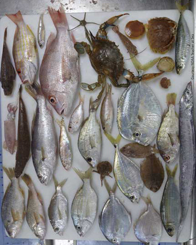 Fish laid out on a table from a fish trawl