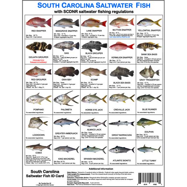 South Carolina saltwater fish identification card with images and names of various fish species.