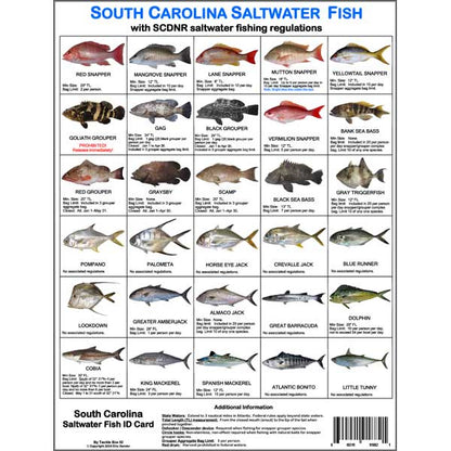 South Carolina saltwater fish identification card with images and names of various fish species.