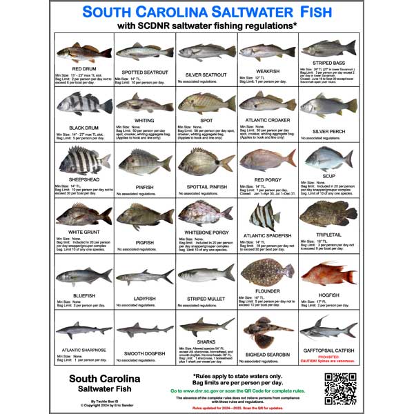 Chart of South Carolina saltwater fish with images and regulations