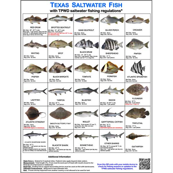 Chart of Texas saltwater fish with corresponding images and regulations.