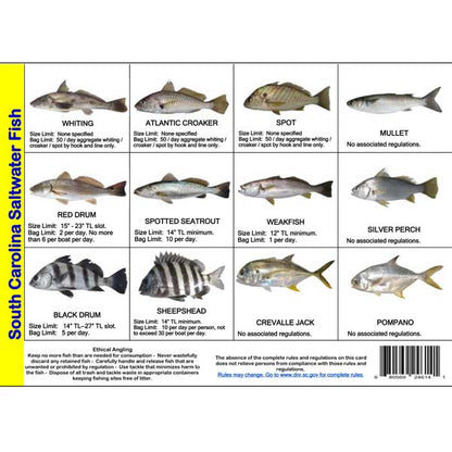 Chart of South Carolina Saltwater Fish with images and regulations on a white background