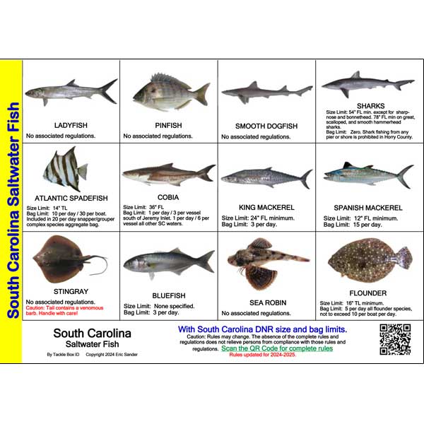 Chart of South Carolina Saltwater Fish with images and regulations