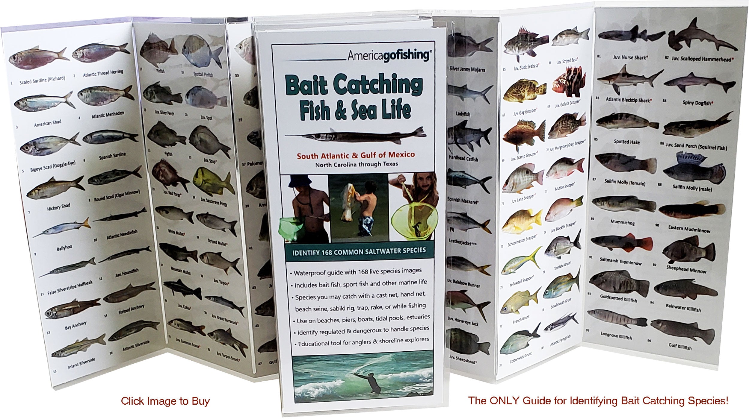 Large image of America Go Fishing's Bait Catching & Sea Life guide with the text The only guide for identifying bait catching species. Click image to buy on our store