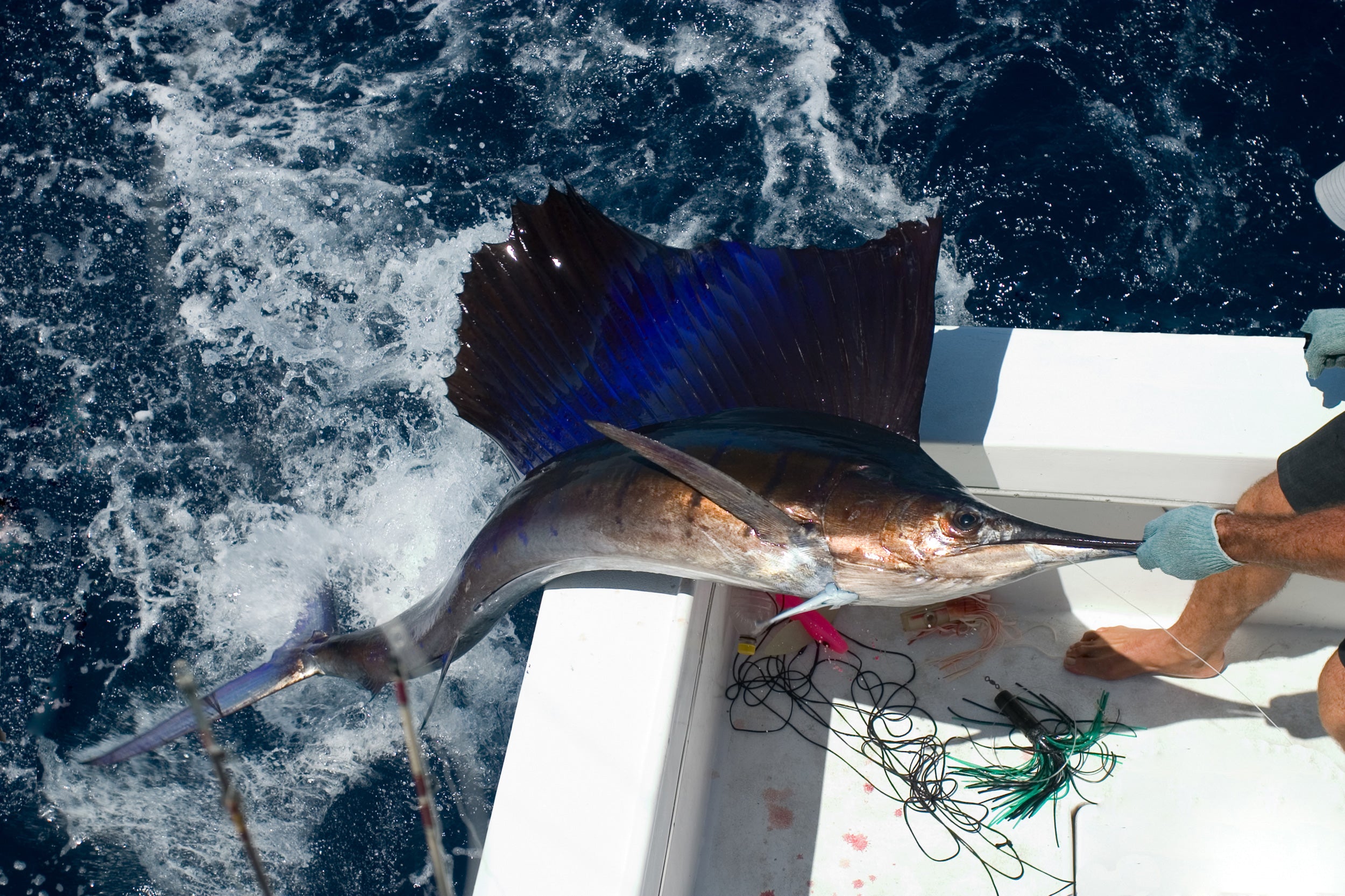 Huge sailfish being pulled onto a boat by fisherman