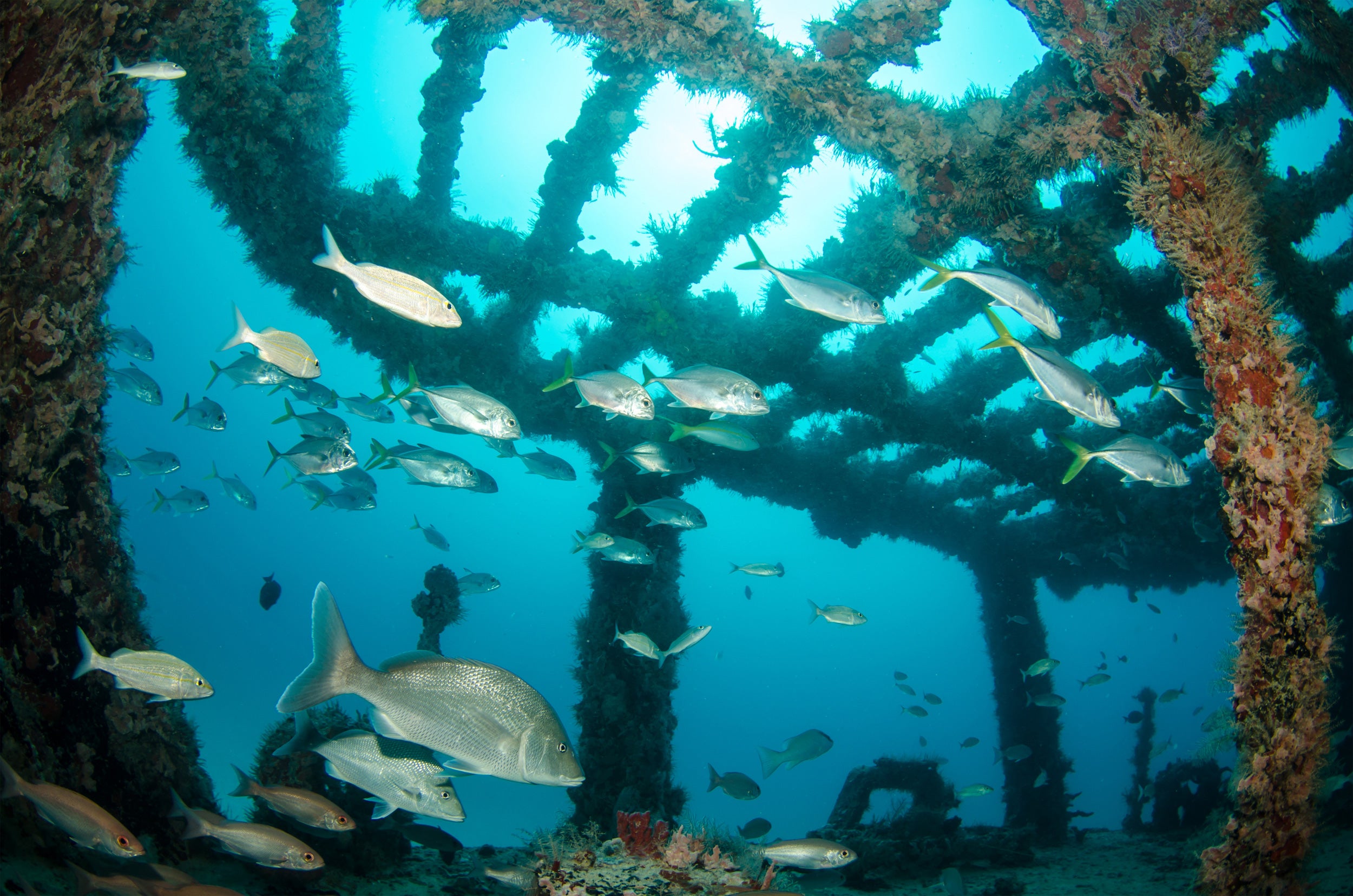 Reef site underwater showing skull of ship covered in sealife and many fish