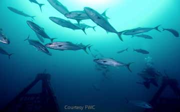 School of amberjack fish swimming in the Gulf of Mexica with a blurred underwater structure in the foreground.