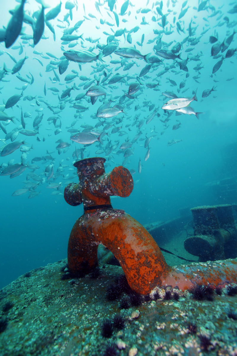 Image of a pipe underwater with schools of fish above it