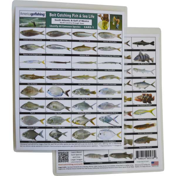 Card with images of various fish species and labels on a white background