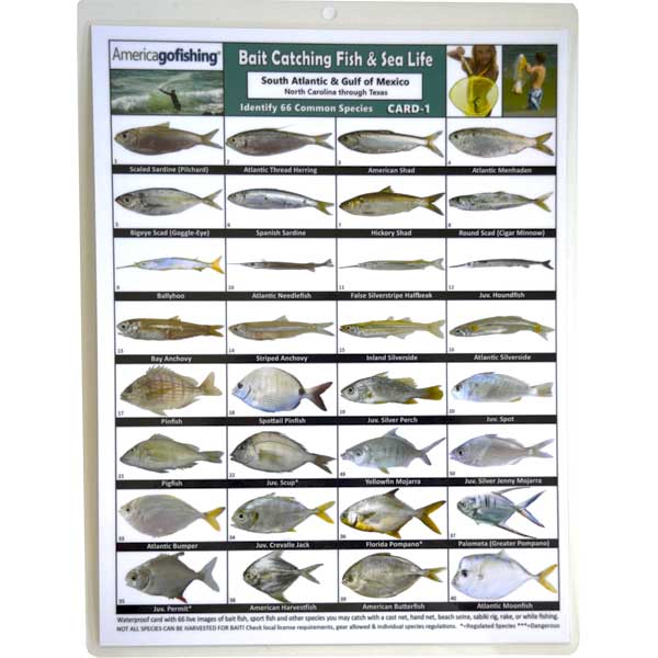 Chart identifying various fish species found in the South Atlantic and Gulf of Mexico.