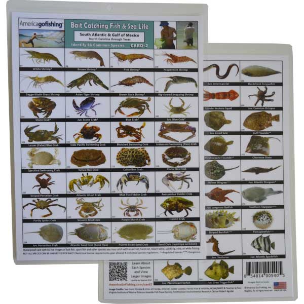 Card with images of fish and sea life, used for identifying various species.