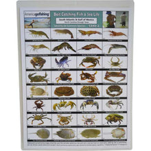 Chart of fish and sea life with images and labels on a white background