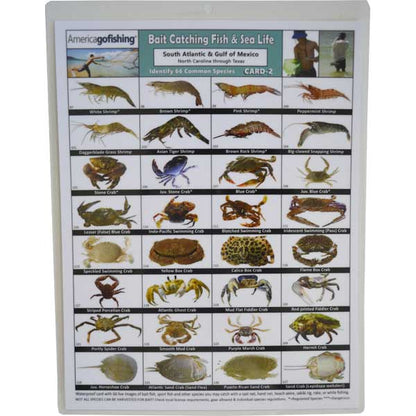 Chart of fish and sea life with images and labels on a white background