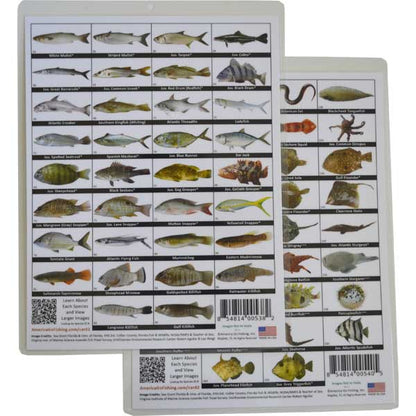Two cards displaying images of various fish species with labels on a white background.