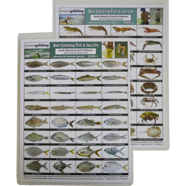 Two fishing identification cards with illustrations of fish and sea life.