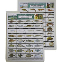 Two fishing identification cards with illustrations of fish and sea life.