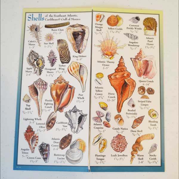 Illustrated chart of shells from the Southeast Atlantic, Caribbean, and Gulf of Mexico.