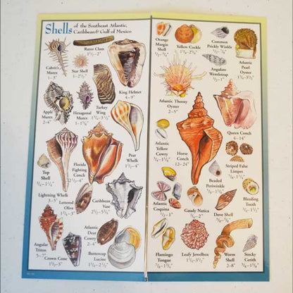 Illustrated chart of shells from the Southeast Atlantic, Caribbean, and Gulf of Mexico.