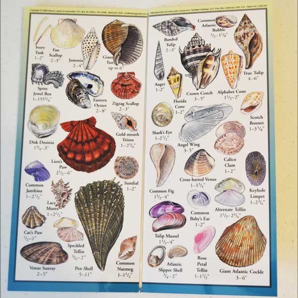 Chart of various shell illustrations with labels on a yellow background