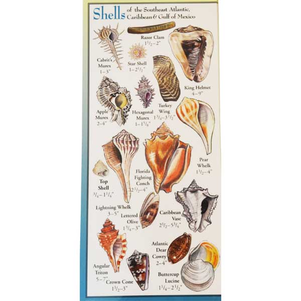 Illustration of various shells with labels on a white background