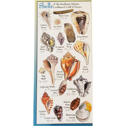 Illustration of various shells with labels on a white background