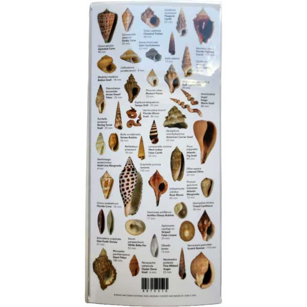 Card with images of various shells and their names on a white background
