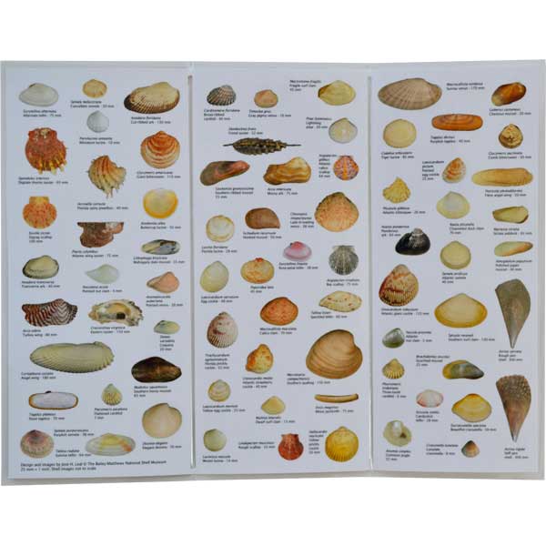 Chart of various shell types with labels on a white background