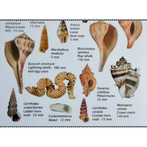 Illustration of various shell species with measurements on a white background