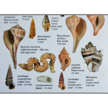 Illustration of various shell species with measurements on a white background