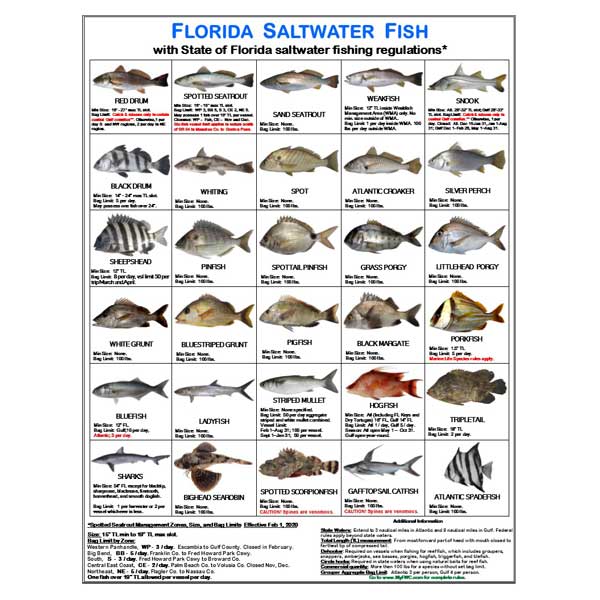 Chart of Florida saltwater fish with corresponding regulations on a white background