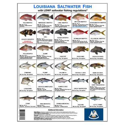 Chart of Louisiana saltwater fish with corresponding LDWF regulations on a white background