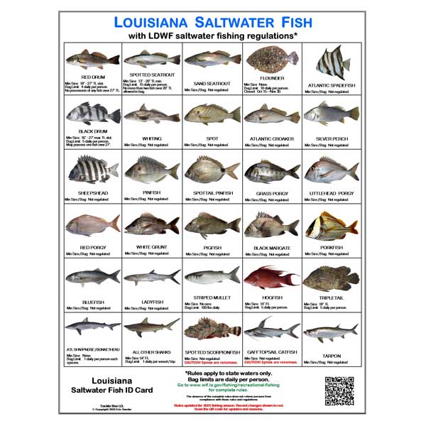 Chart of Louisiana Saltwater Fish with corresponding fishing regulations on a white background