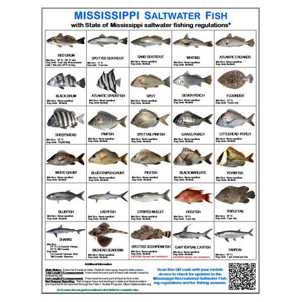 Chart of Mississippi saltwater fish with corresponding names and images on a white background.