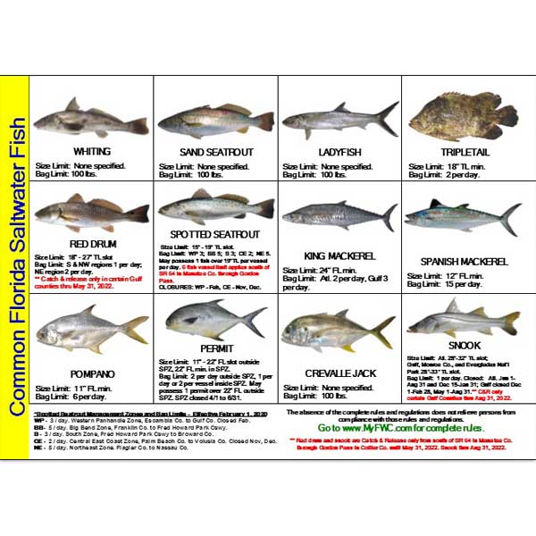 Chart of common Florida saltwater fish with images and regulations.