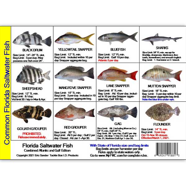 Chart of common Florida saltwater fish with images and names on a white background.