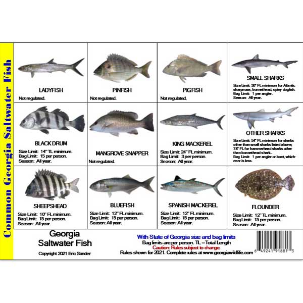 Chart of common Georgia saltwater fish with images and regulations.