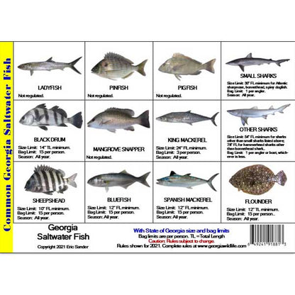 Chart of common Georgia saltwater fish with images and regulations.